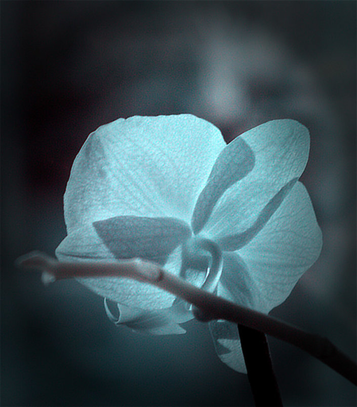 Инфракрасная орхидея - Alexander Varykhanov