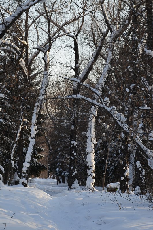Зима в парке - Людмила 