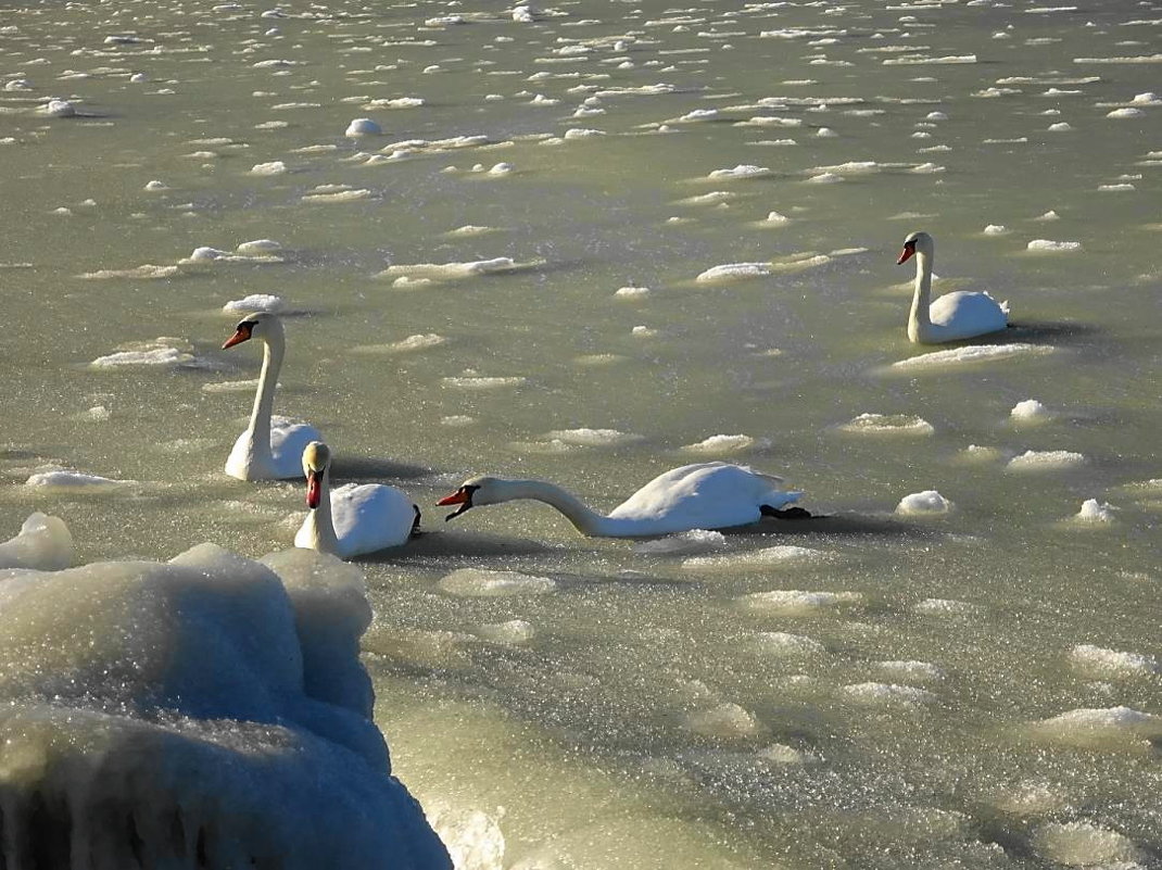 Лебеди на море в Заостровье - Маргарита Батырева