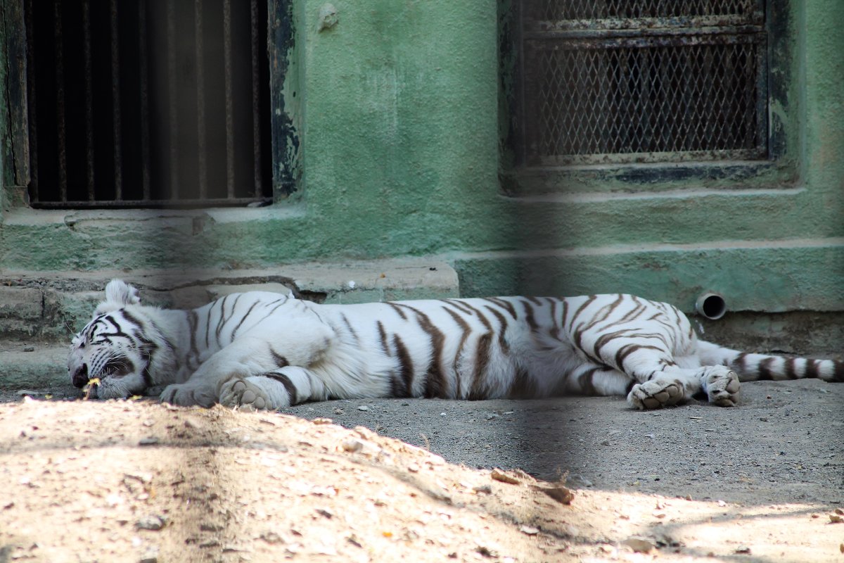 Белый тигр зоопарк г.Джунагар. - maikl falkon 