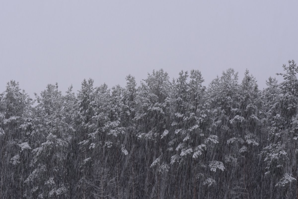 снег в лесу - александр ратов