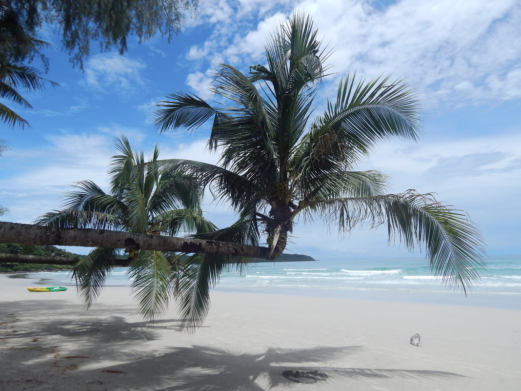 Горизонтальные пальмы - одна из достопримечательностей острова Ко Куд. - Лариса (Phinikia) Двойникова