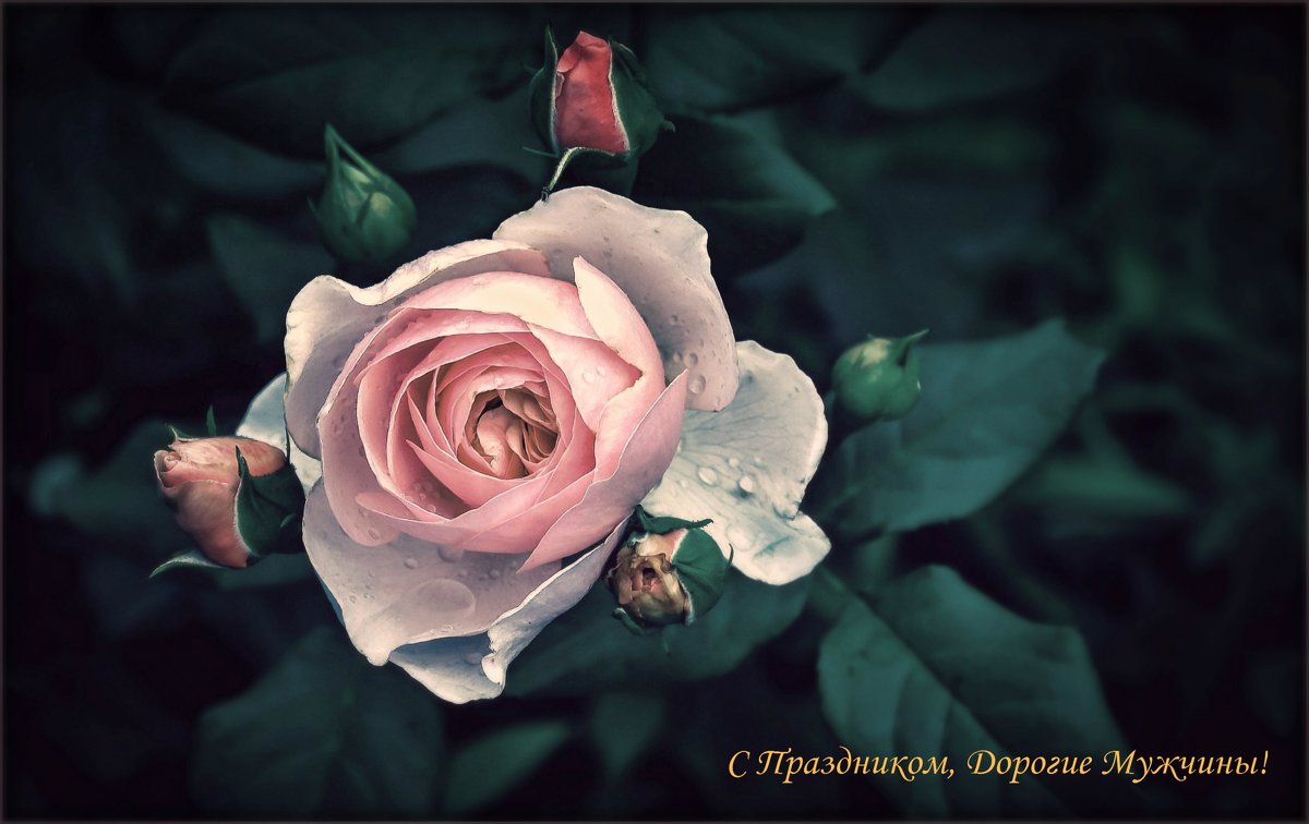 Хрусталь дождя упал на розу... - Ирина Falcone