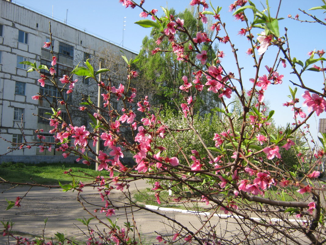 Весна - Ирина Диденко