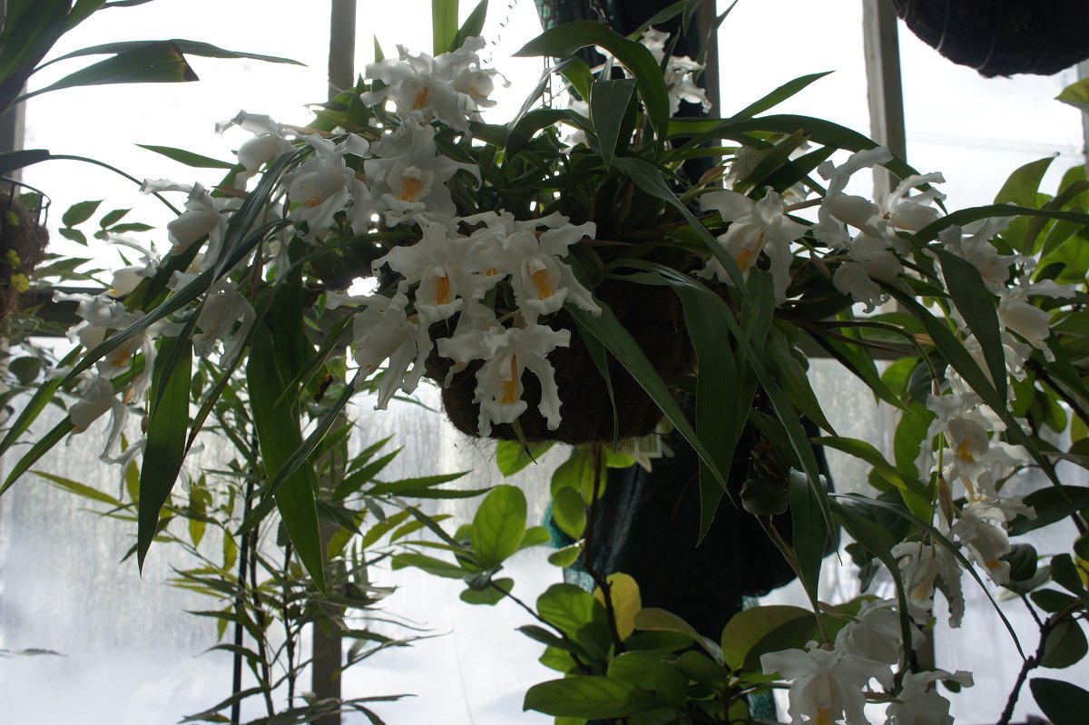 Орхидея Coelogyne cristata, целогина гребенчатая - Елена Павлова (Смолова)