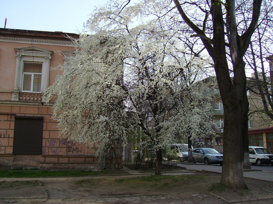 Весна   в    Ивано - Франковске - Андрей  Васильевич Коляскин