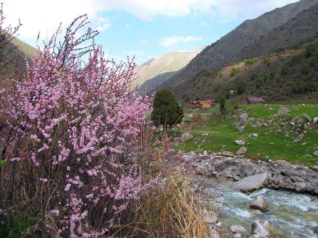 Весна в горах Киргизии - GalLinna Ерошенко