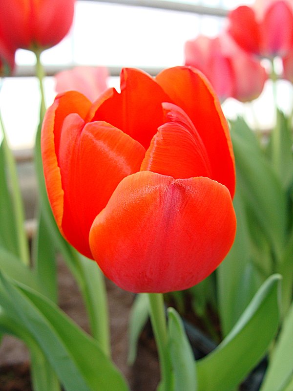 Tulipа World's Fire - laana laadas