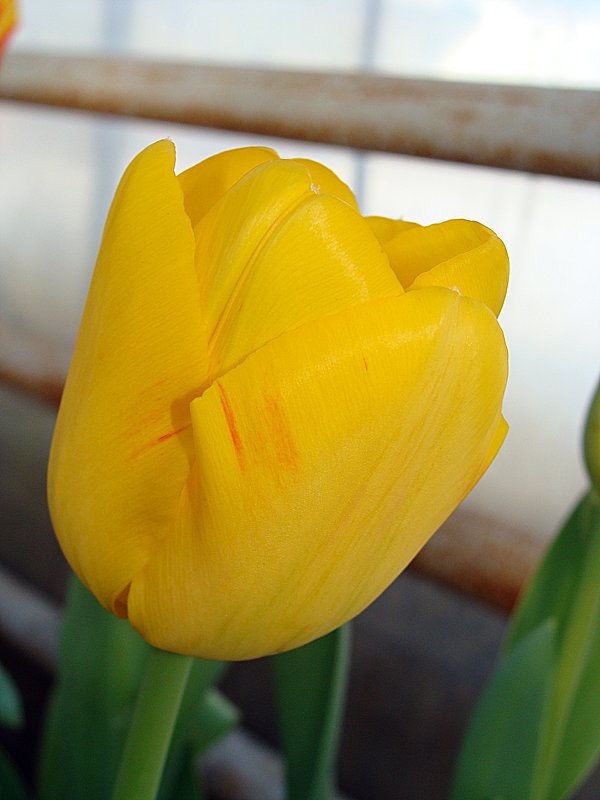 Tulipa Olympic Flame - laana laadas