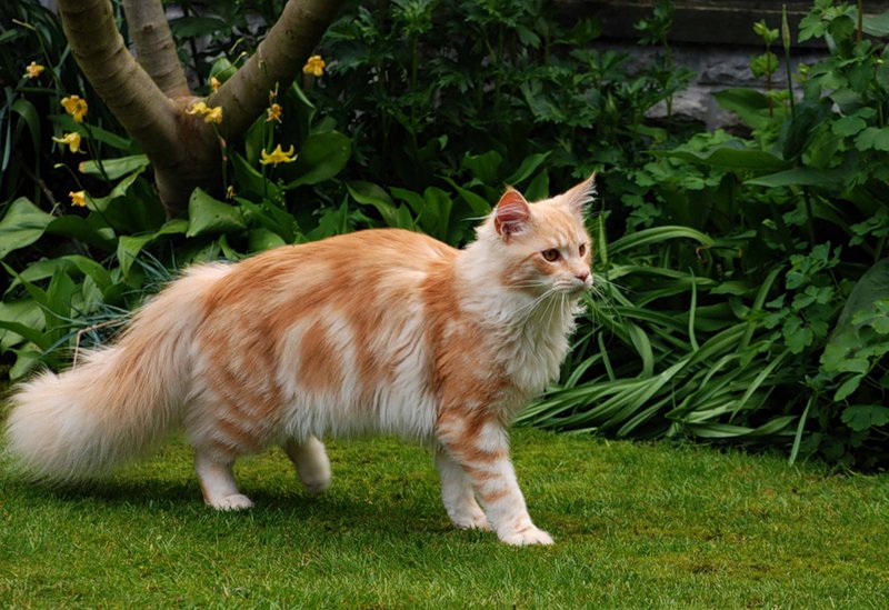 maine-coon - ~ Backstage ~ N.