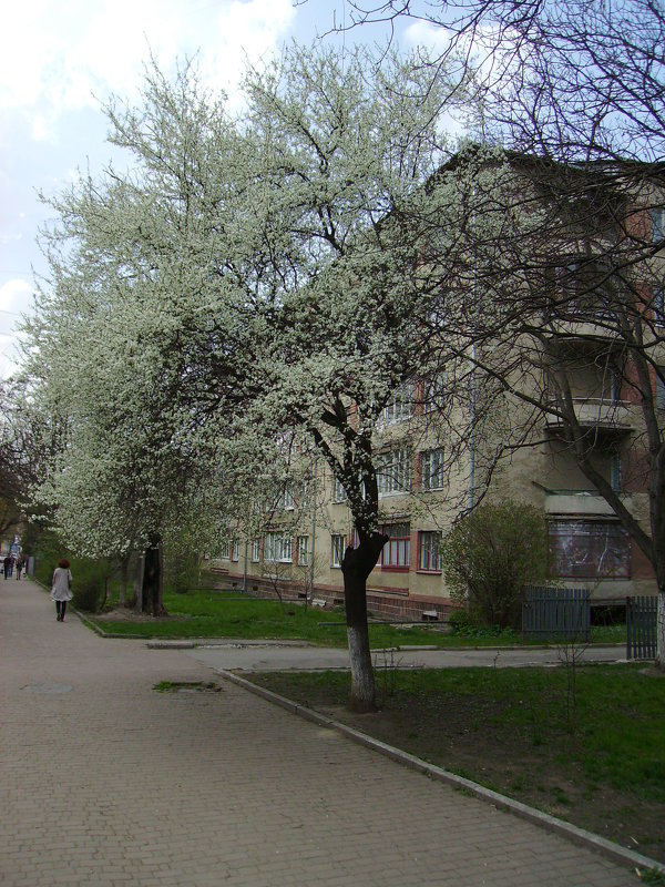 Весна   в   Ивано - Франковске - Андрей  Васильевич Коляскин