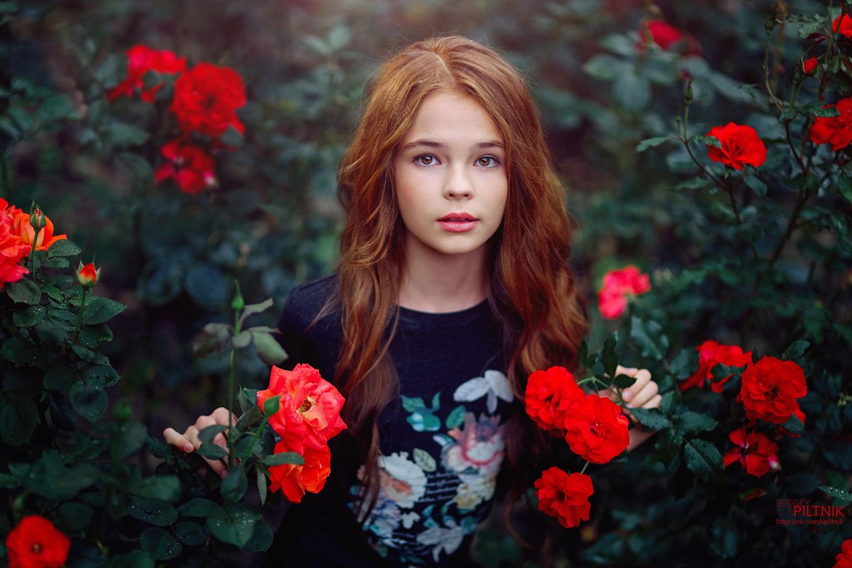 Розы - Сергей Пилтник