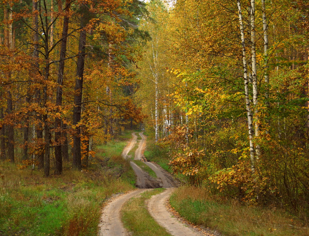 Дорога в осенний лес - Natali8163 *