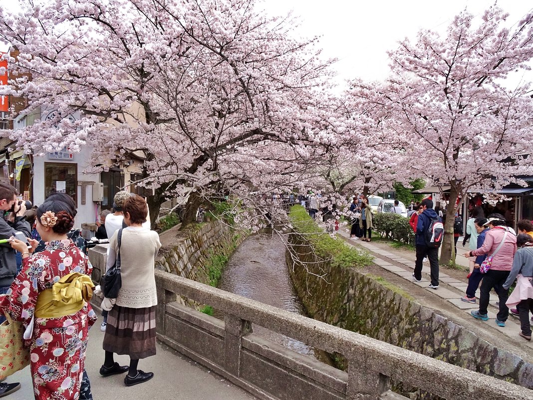 Киото цветение сакуры - wea *