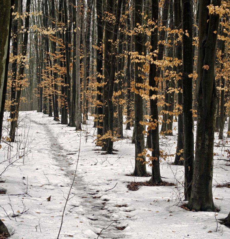 зимний лес - юрий иванов