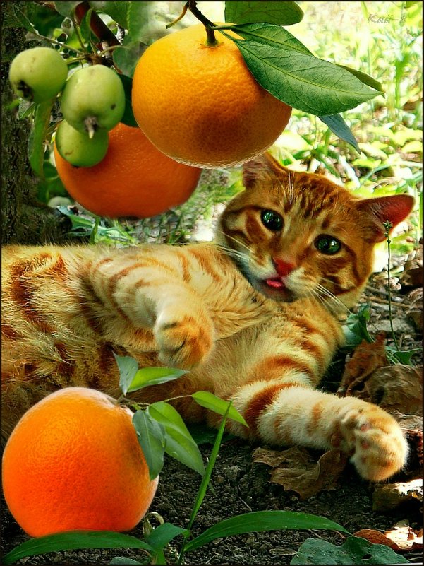 Апельсиновый кот - Кай-8 (Ярослав) Забелин