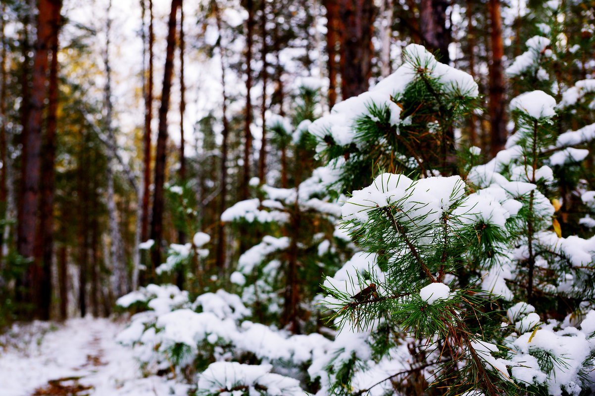 Ранний снегопад - Сергей Царёв