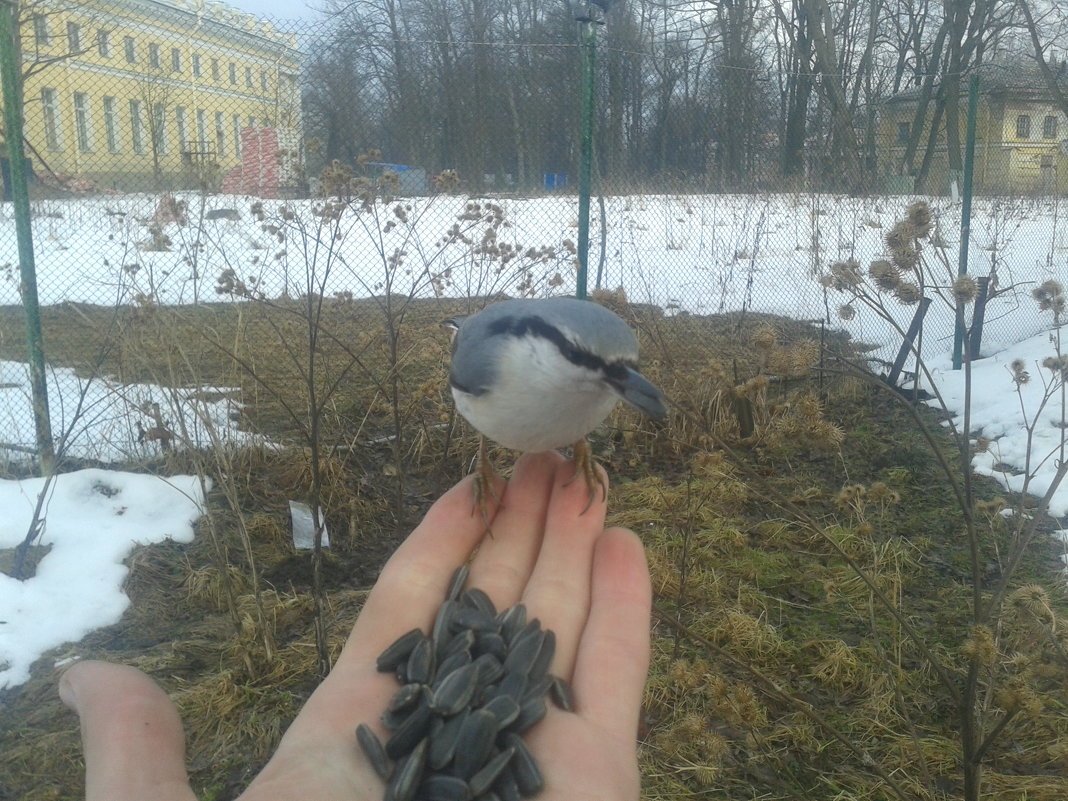 Поползень - Сапсан 