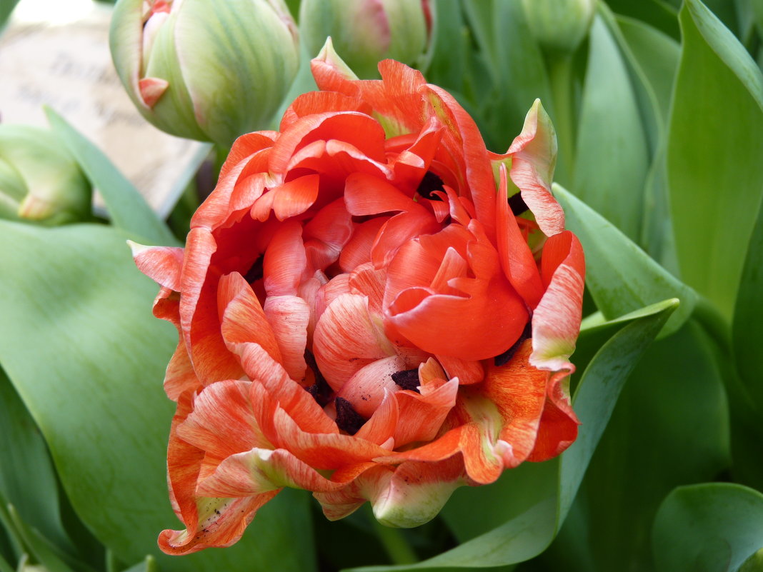 Легенда гласит, что первые тюльпаны выросли из капель драконьей крови…... - Galina Leskova