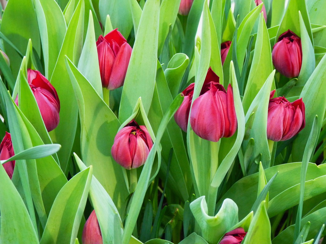 тюльпаны....природы искренний подарок,гонцы проснувшейся весны.... - Galina Leskova