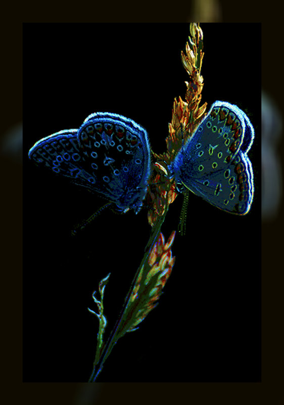 Голубянки по фото Valentina M. - Владимир Хатмулин