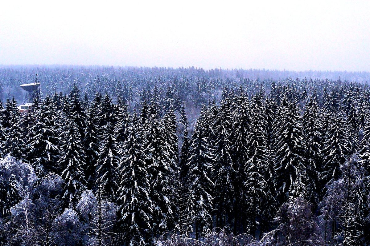 Зимний лес - Александр Сансар