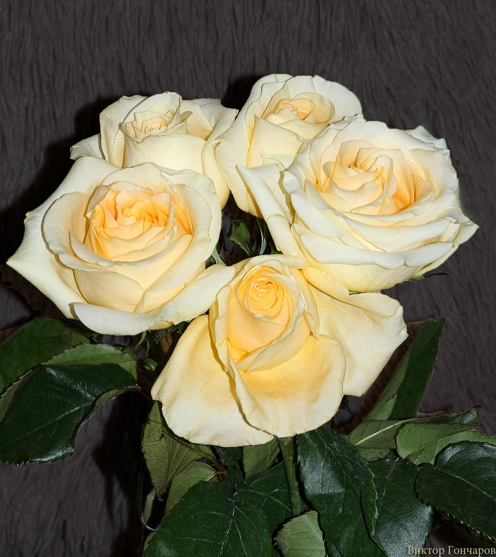 роза - Laryan1 