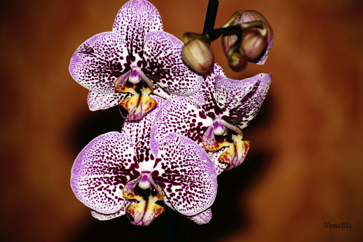 орхидея - Наталья 