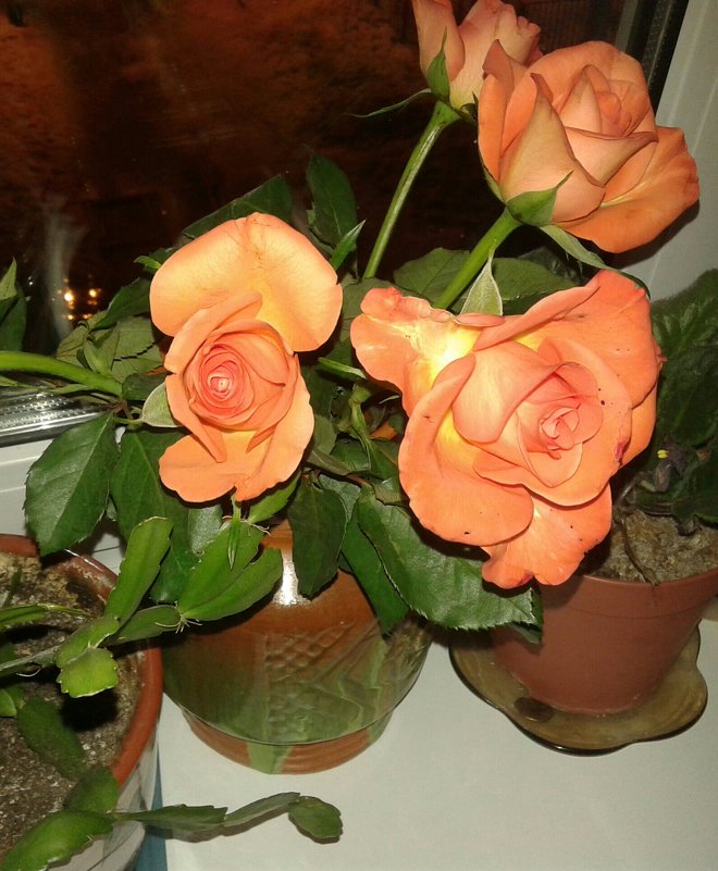 Розы - дима драйвер 