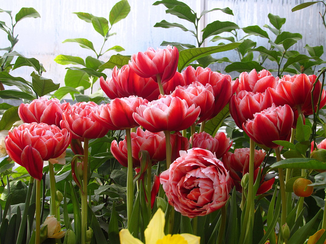 Махровые тюльпаны - Ольга (ОК)