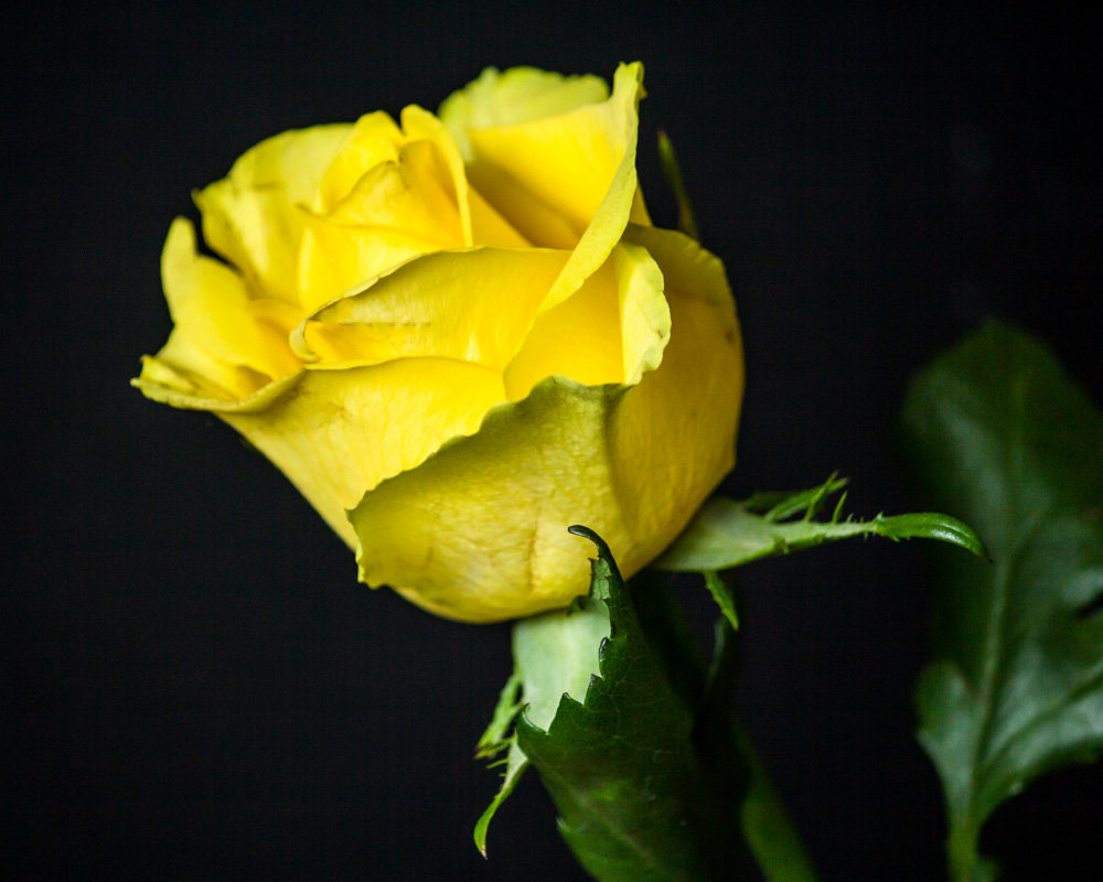 желтая роза - Peteris Kalmuks