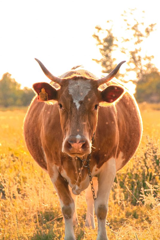 Корова из моей деревни - Павел Груздев