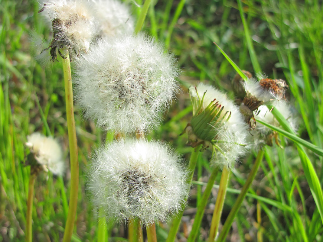 spring dandelions in the meadow - Алексей Ларионов