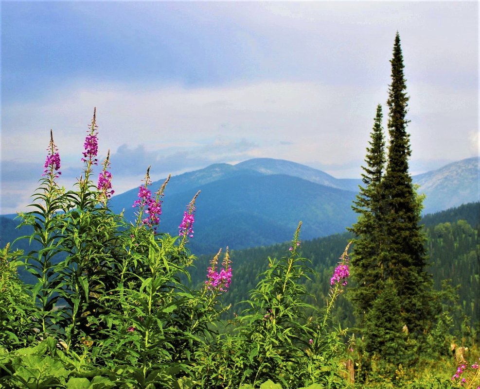 Цветёт в горах иван-чай - Сергей Чиняев 