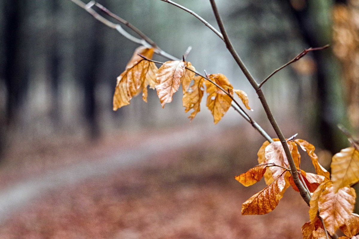 зимние листья.. - юрий иванов