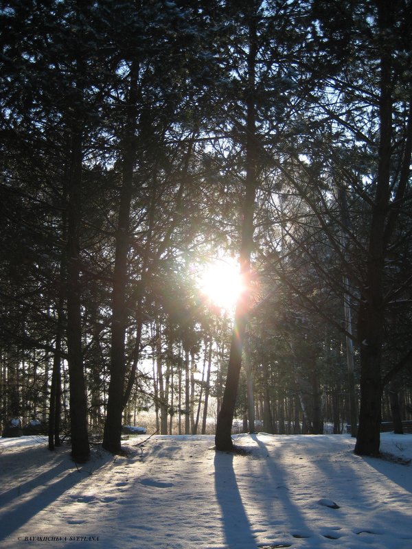 Зимнее солнце в лесу - spm62 Baiakhcheva Svetlana