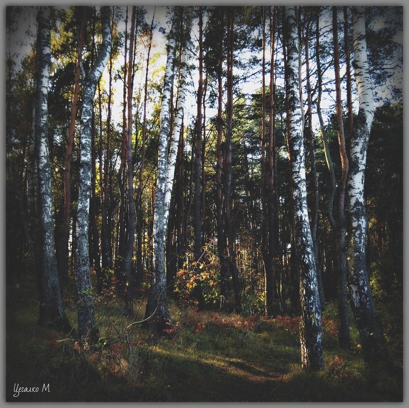 В лесу. - Михаил Цегалко