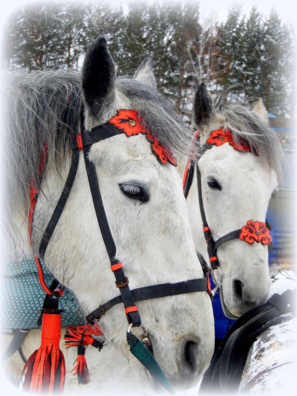 Белые кони ждут своих принцев. - nadyasilyuk Вознюк