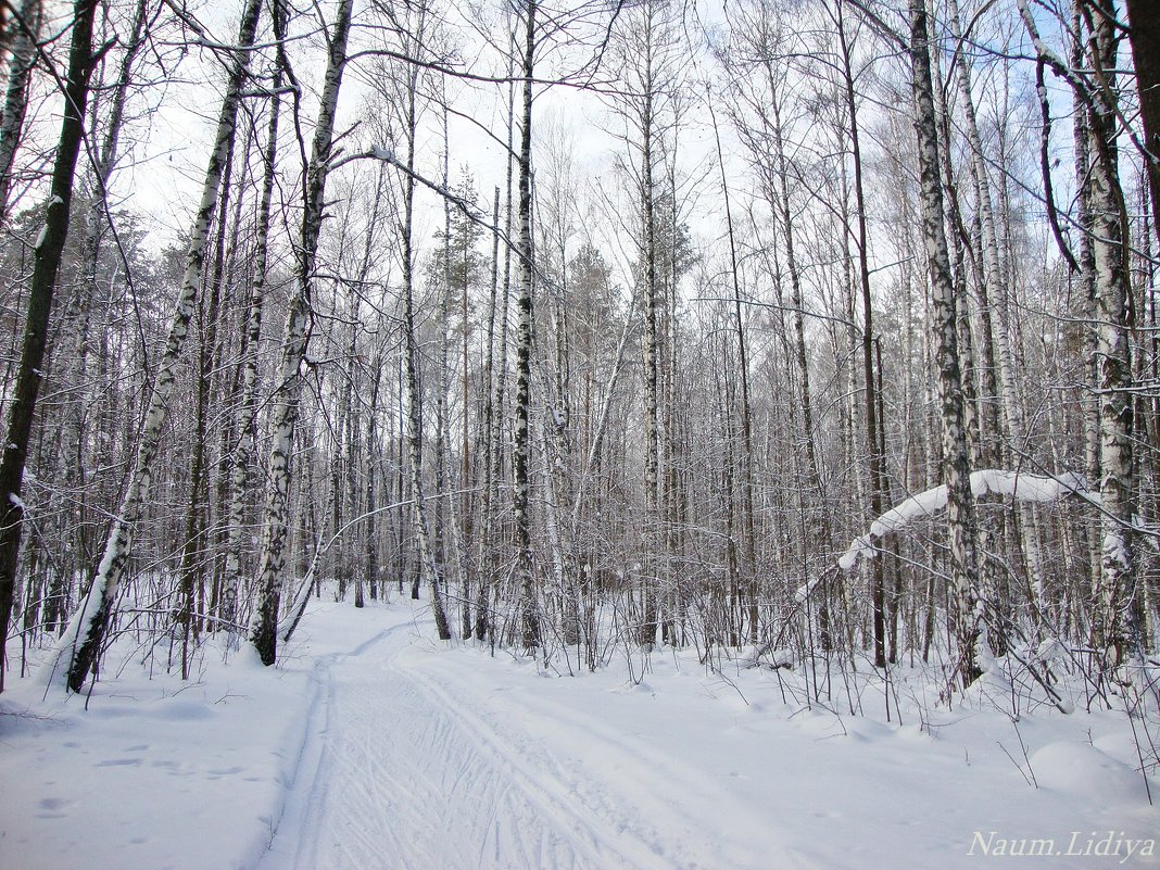 Снежный лес - Лидия (naum.lidiya)
