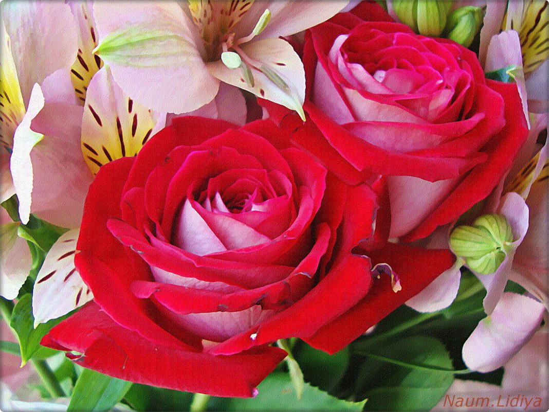 Розы акварельные - Лидия (naum.lidiya)