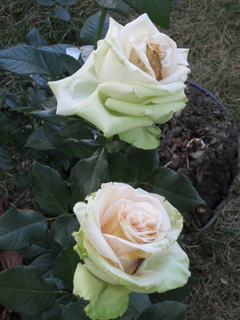 Белые розы - Дмитрий Никитин