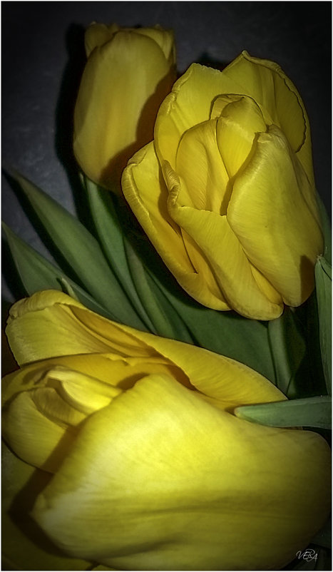 Желтые тюльпаны - Вера 