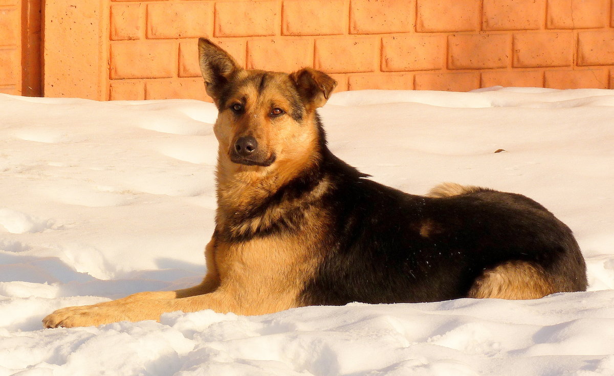 пёс-"морж" или на снежной перине - Александр Прокудин