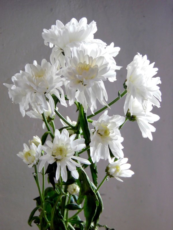 Хризантемы- белые цветы. - nadyasilyuk Вознюк