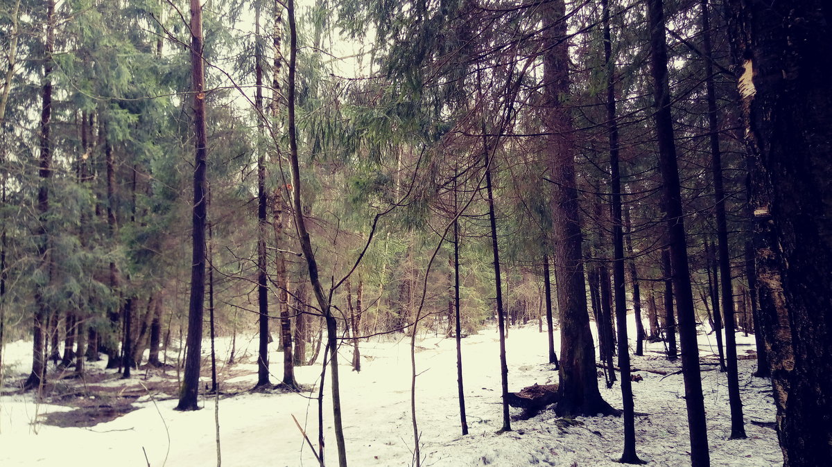 Это лес - Daria Zhdanova 
