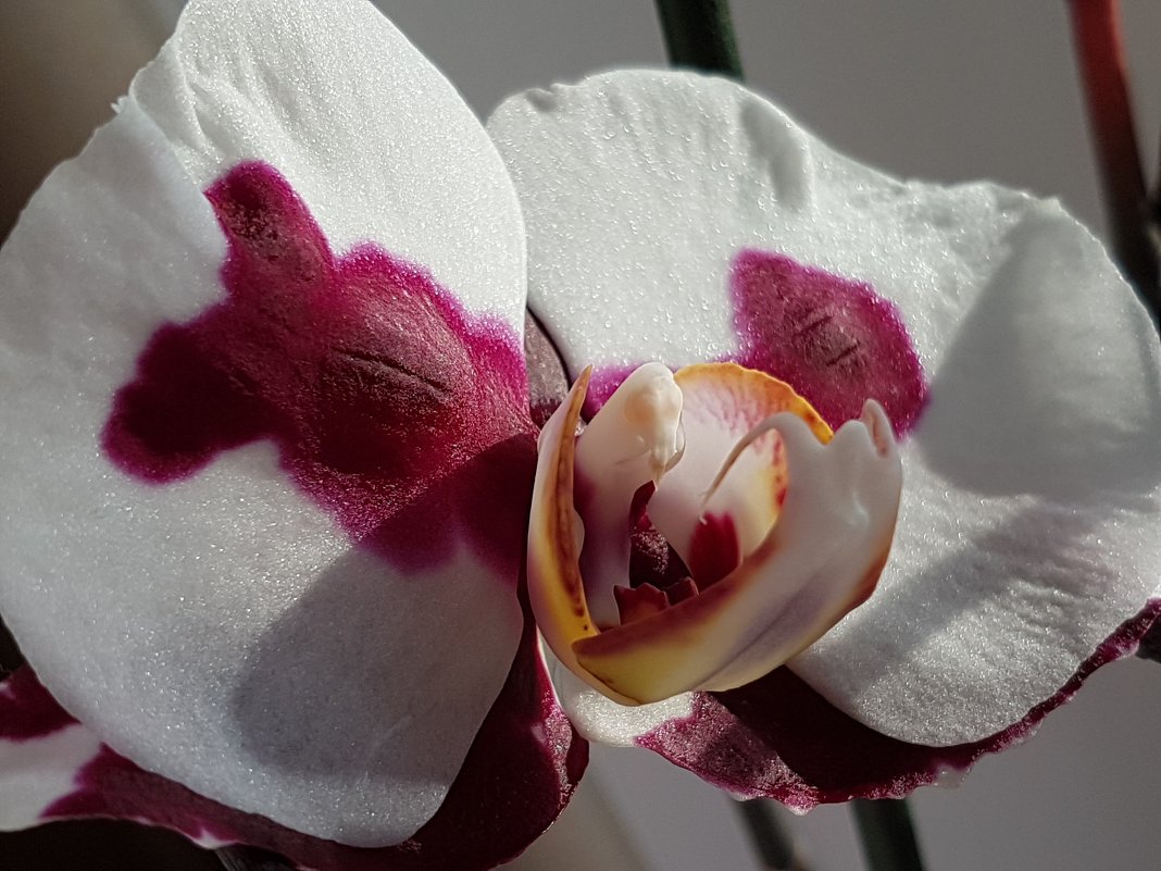 Орхидея - Tatjana 