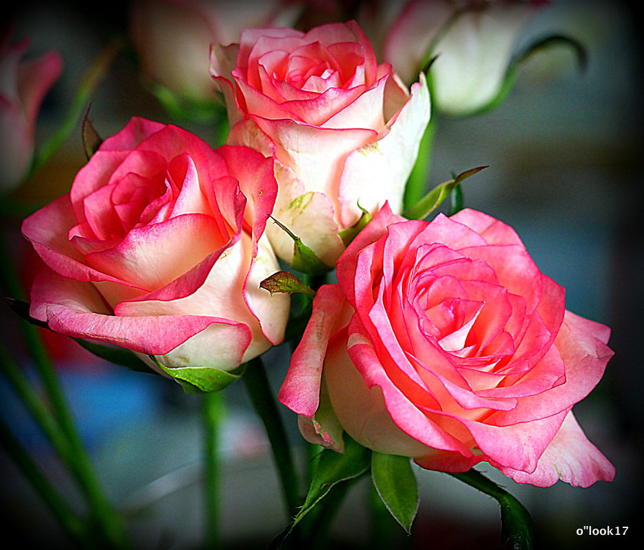 цветы любимым-розы - Олег Лукьянов
