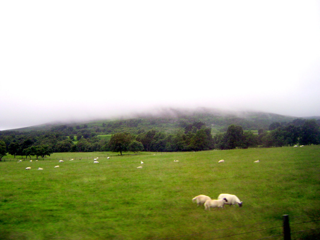 Шотландия. Белый туман и белые овцы - Марина Домосилецкая