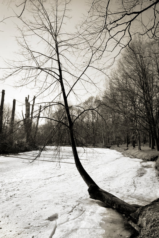Ползущее дерево - Юлия Фотолюбитель