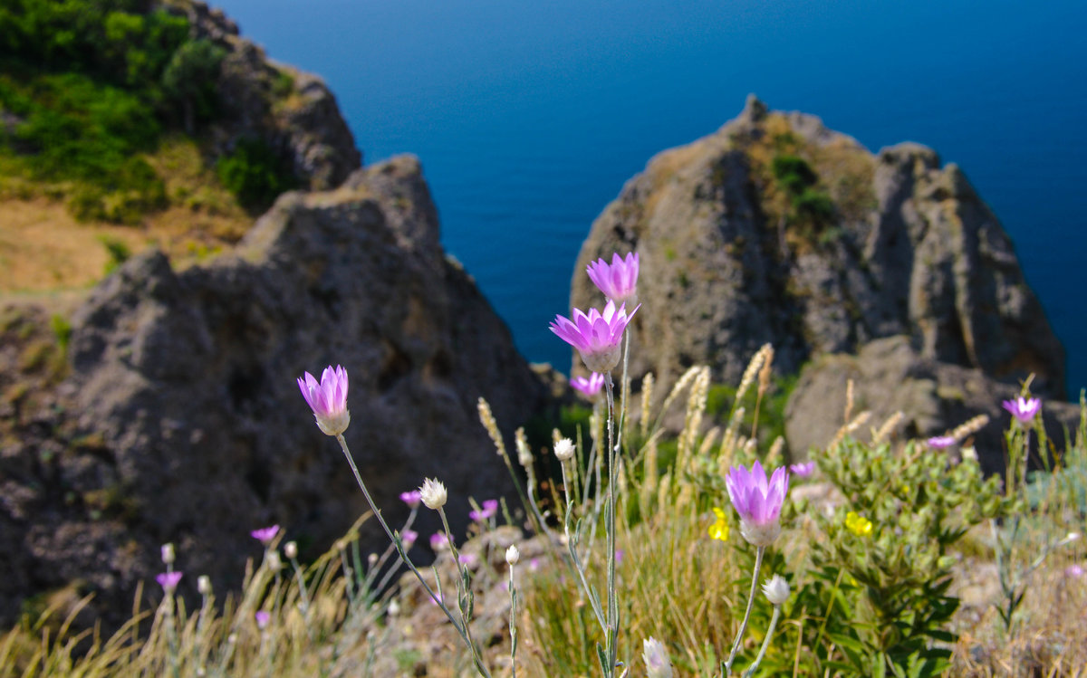 Цветы Крыма Фото